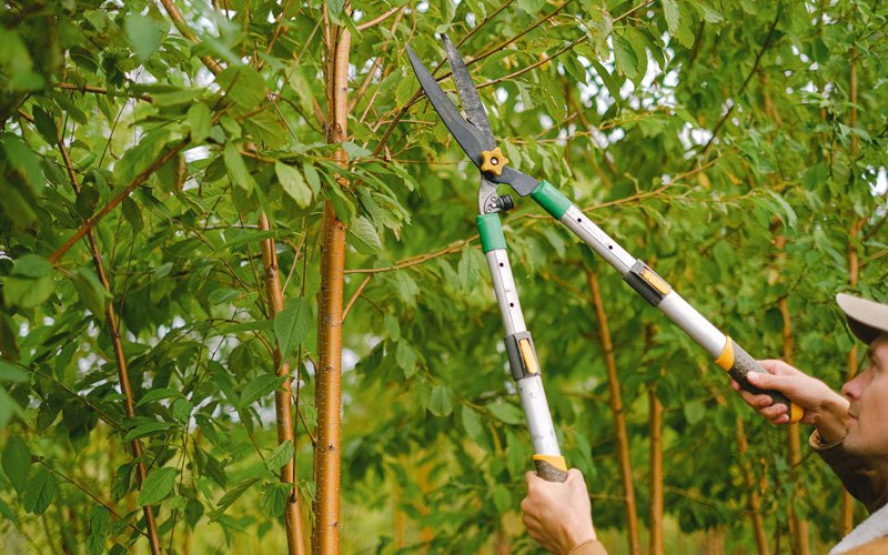 Tree trimming in Viroqua, WI